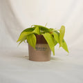 Potted plant with a Sakura label on a light background