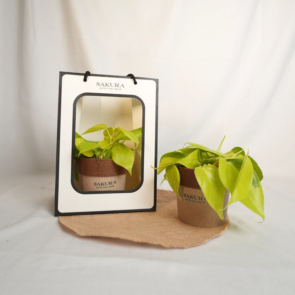 Potted plant with Sakura branding on a white background