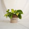 Potted plant in a Sakura branded pot on a light background
