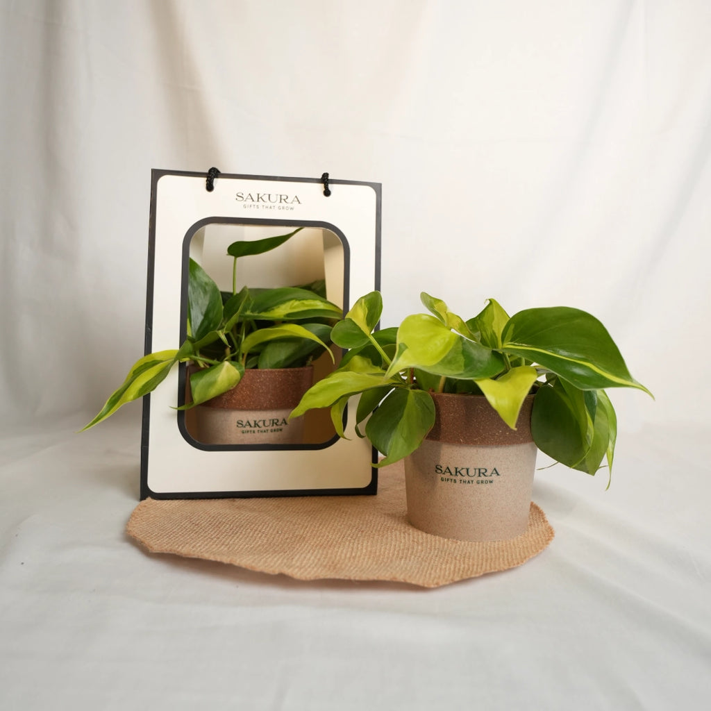 Two potted plants with 'Sakura' branding on a white background
