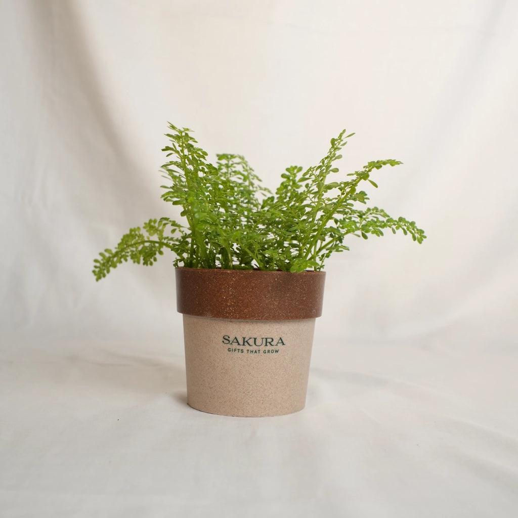 Potted plant with a brown pot labeled 'Sakura' on a light background
