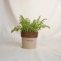 Potted plant with a brown pot labeled 'Sakura' on a light background