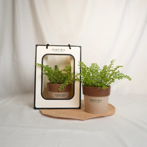 Two potted plants with Sakura branding on a white background