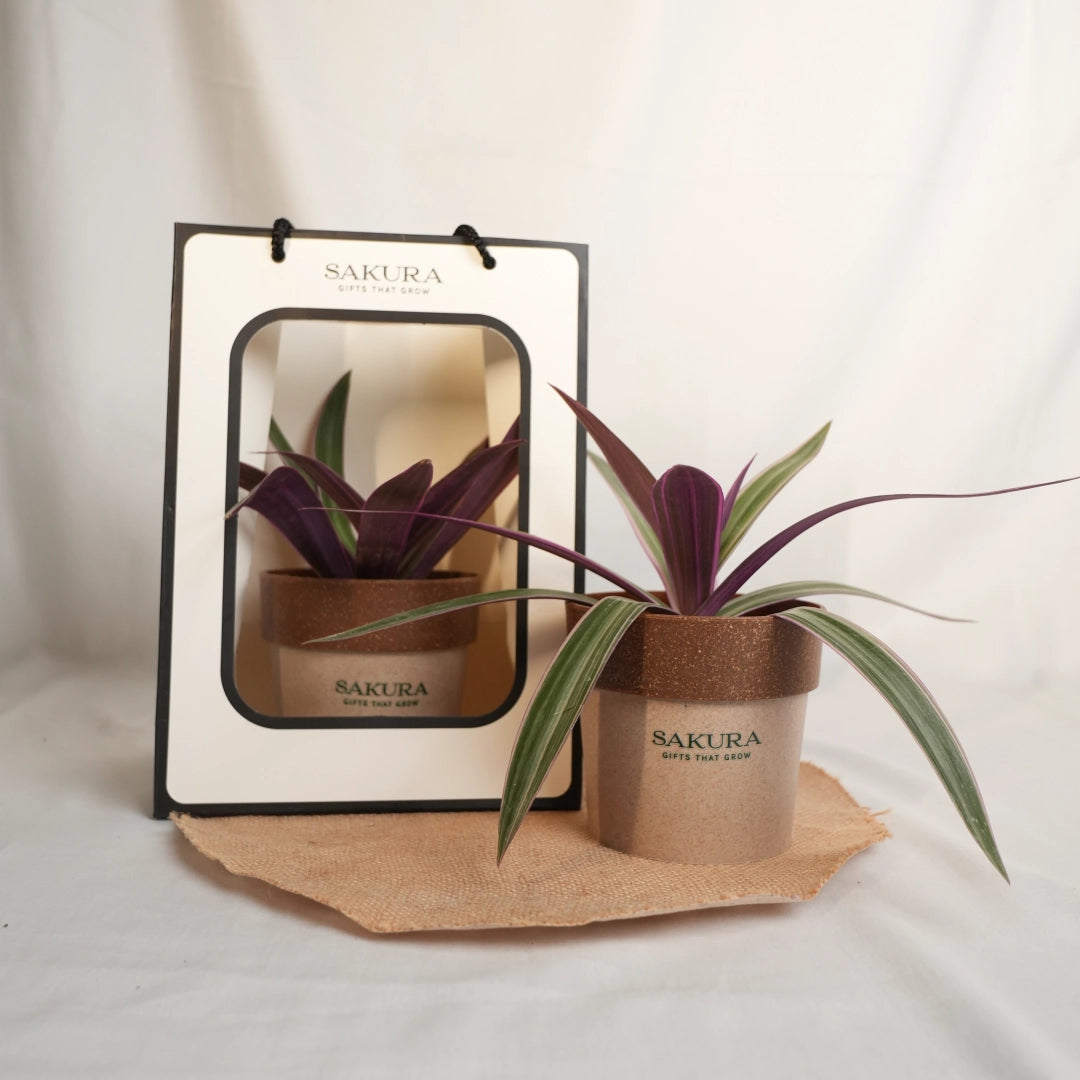 Potted plant with Sakura branding on a white background