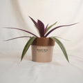 Potted plant with purple and green leaves in a brown pot on a white background