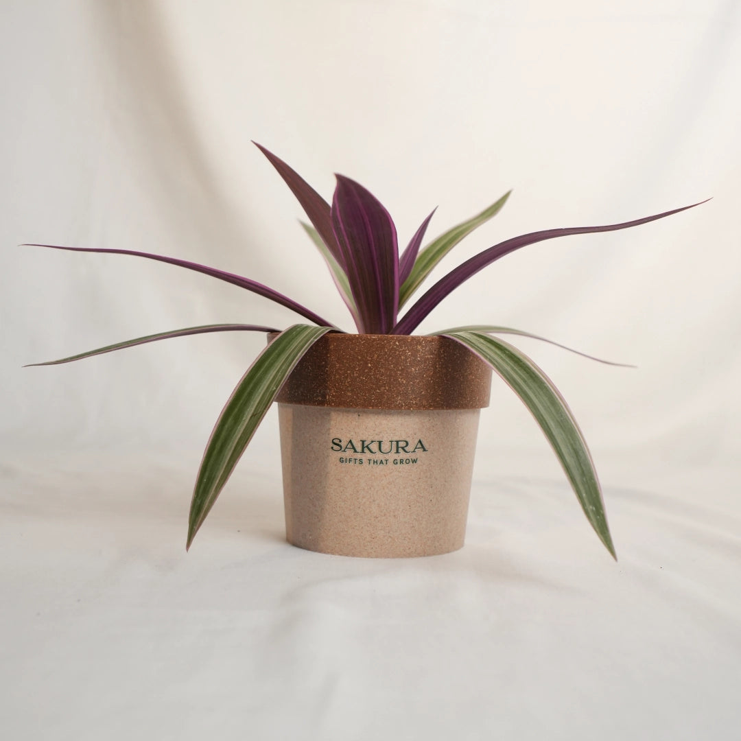 Potted plant with purple and green leaves in a brown pot on a white background