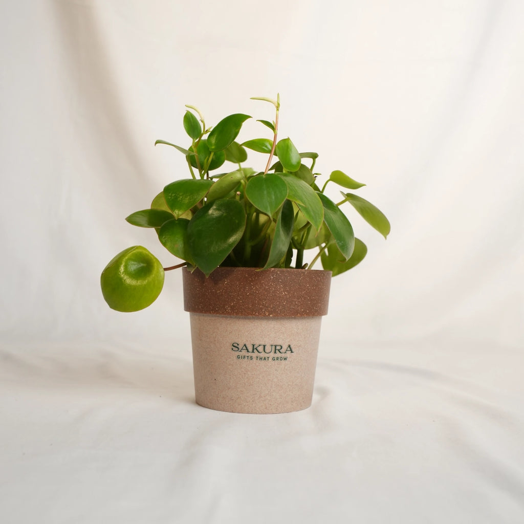 Potted plant with a brown pot labeled 'Sakura' on a white background