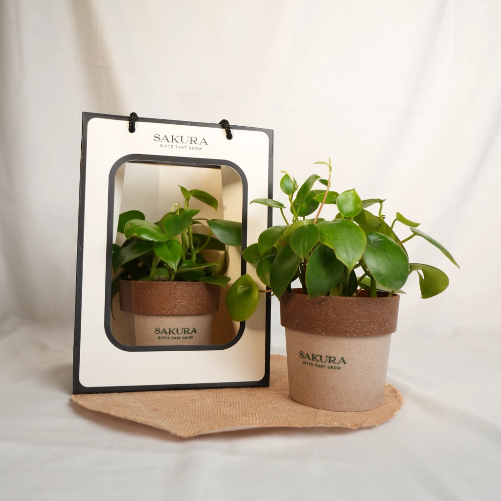 Two potted plants with Sakura branding on a white background