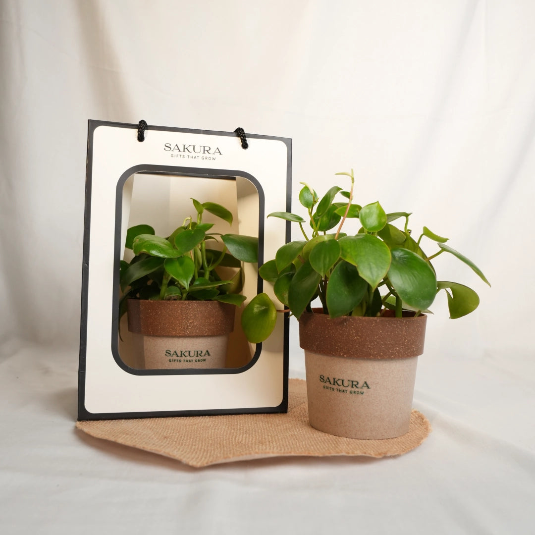 Two potted plants with Sakura branding on a white background