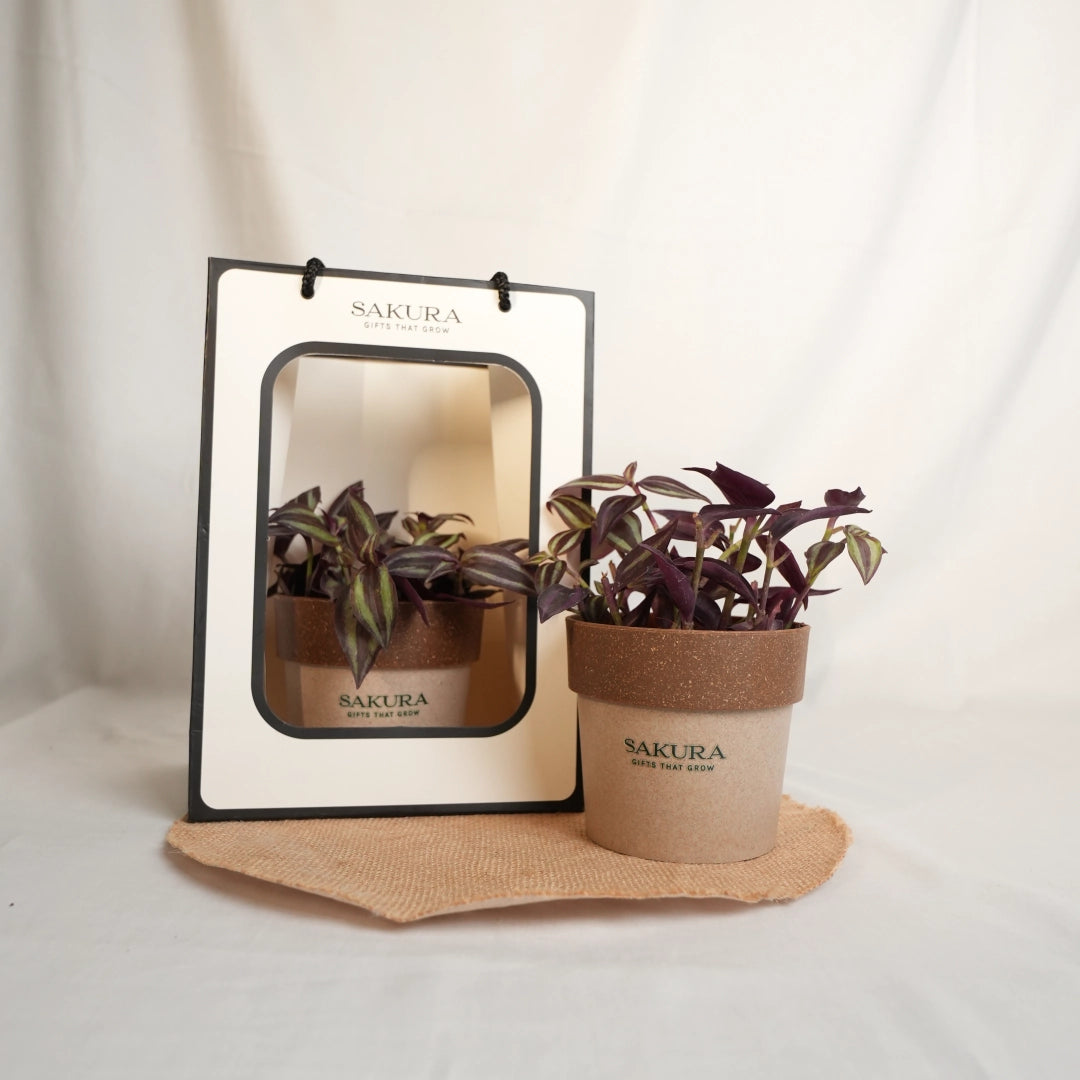 Potted plant with Sakura branding on a white background
