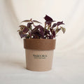 Potted plant in a brown pot with 'Sakura' branding on a light background