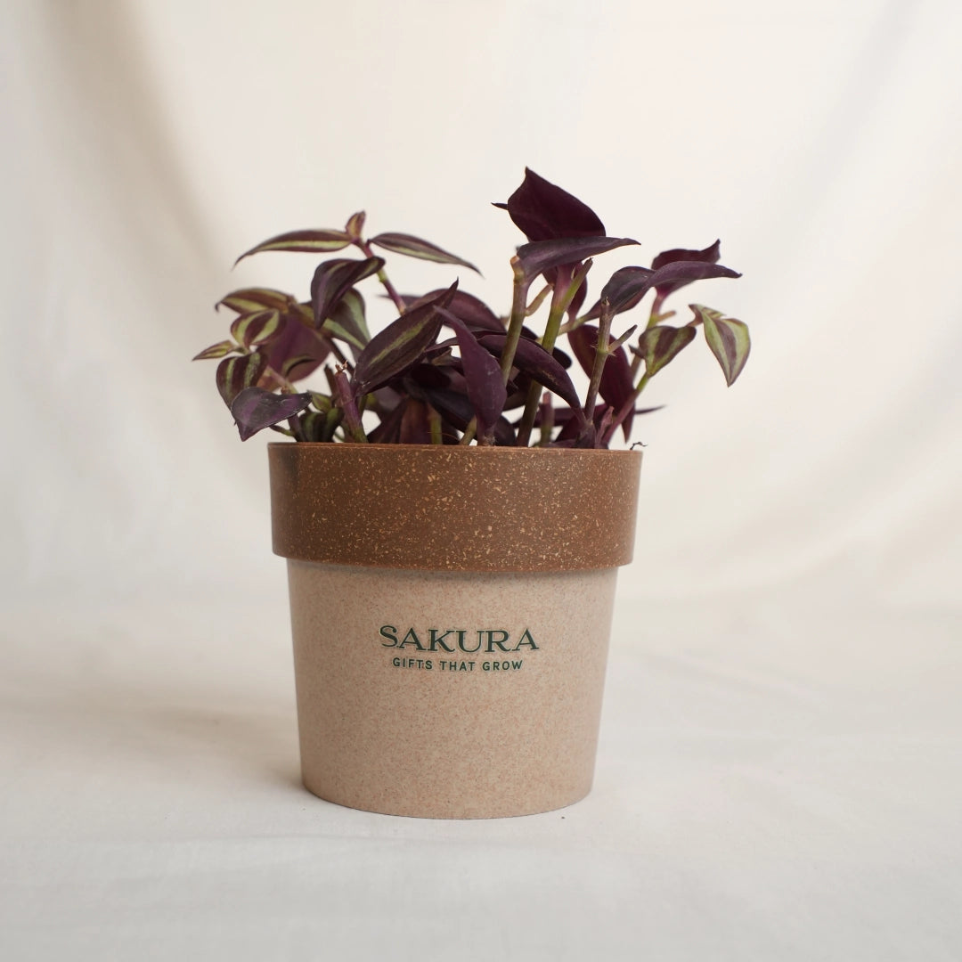 Potted plant in a brown pot with 'Sakura' branding on a light background