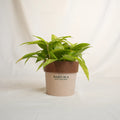 Potted plant with a Sakura label on a white background