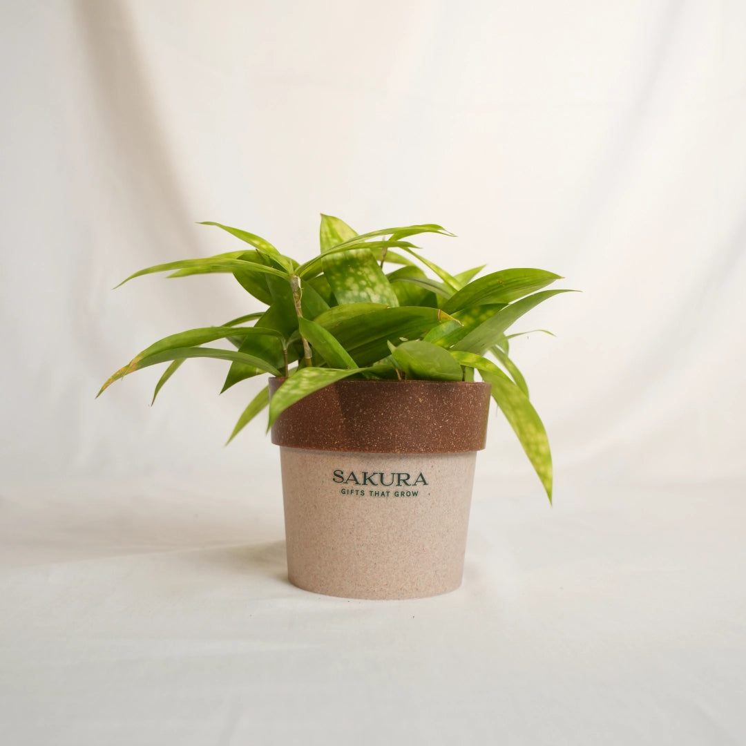 Potted plant with a Sakura label on a white background