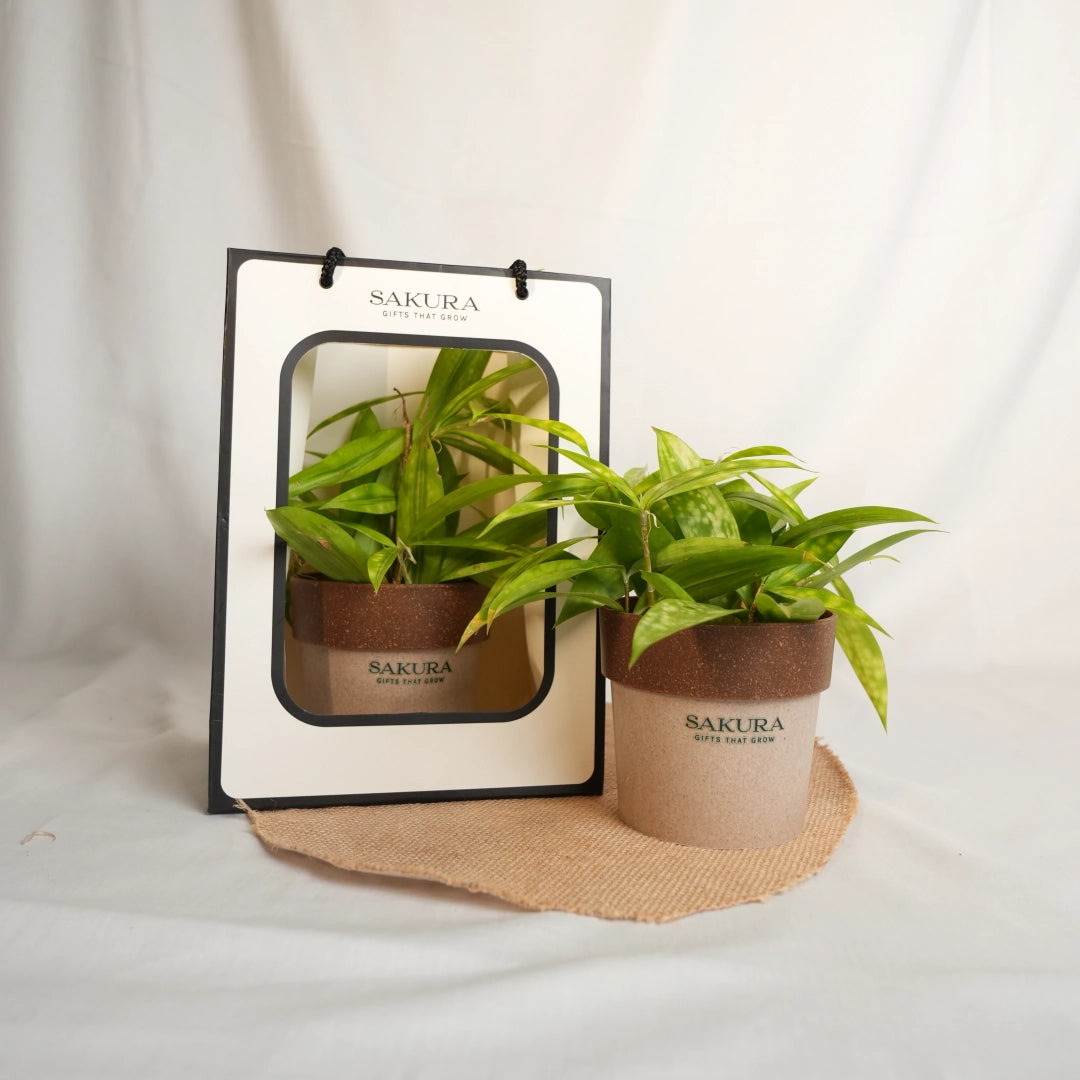 Two potted plants with Sakura branding on a white background
