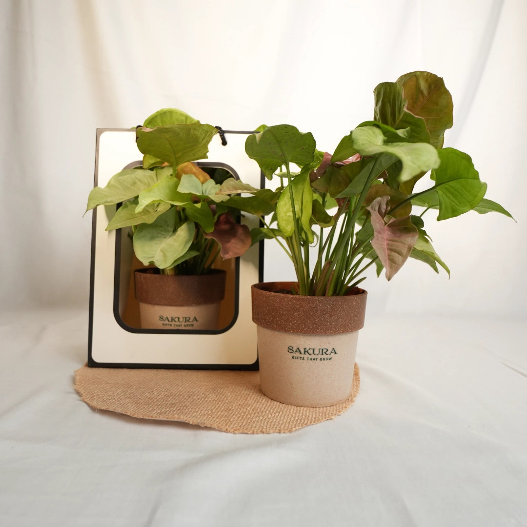 Two potted plants with Sakura branding on a white background