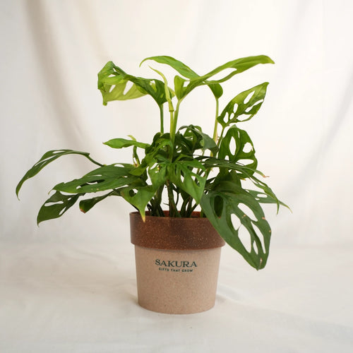 Potted plant with a brown pot labeled 'Sakura' on a white background