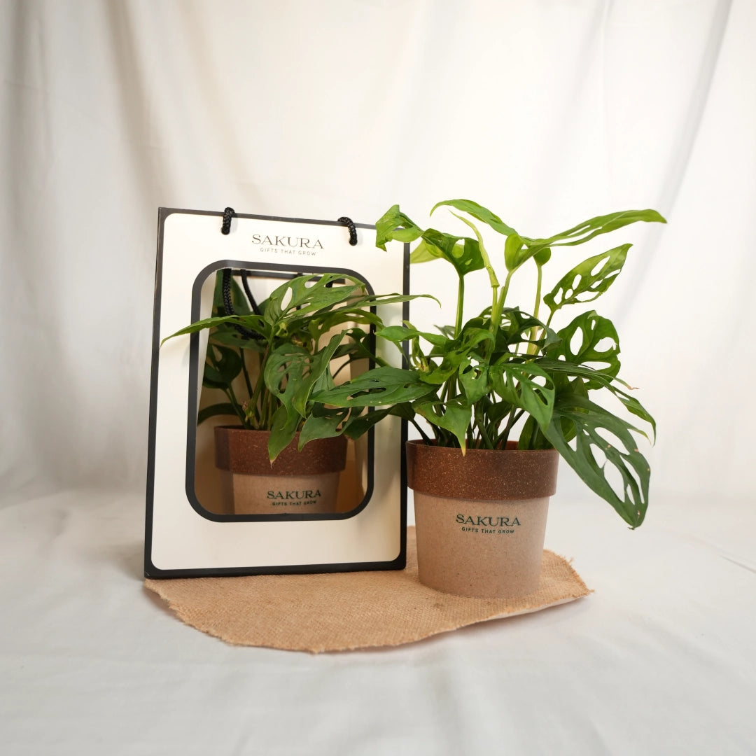 Potted plant with a Sakura branded pot on a white background
