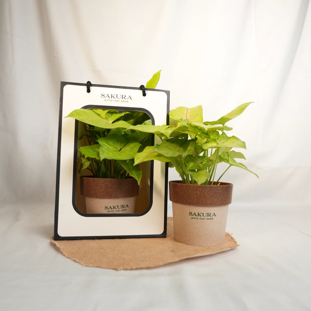 Two potted plants with Sakura branding on a white background