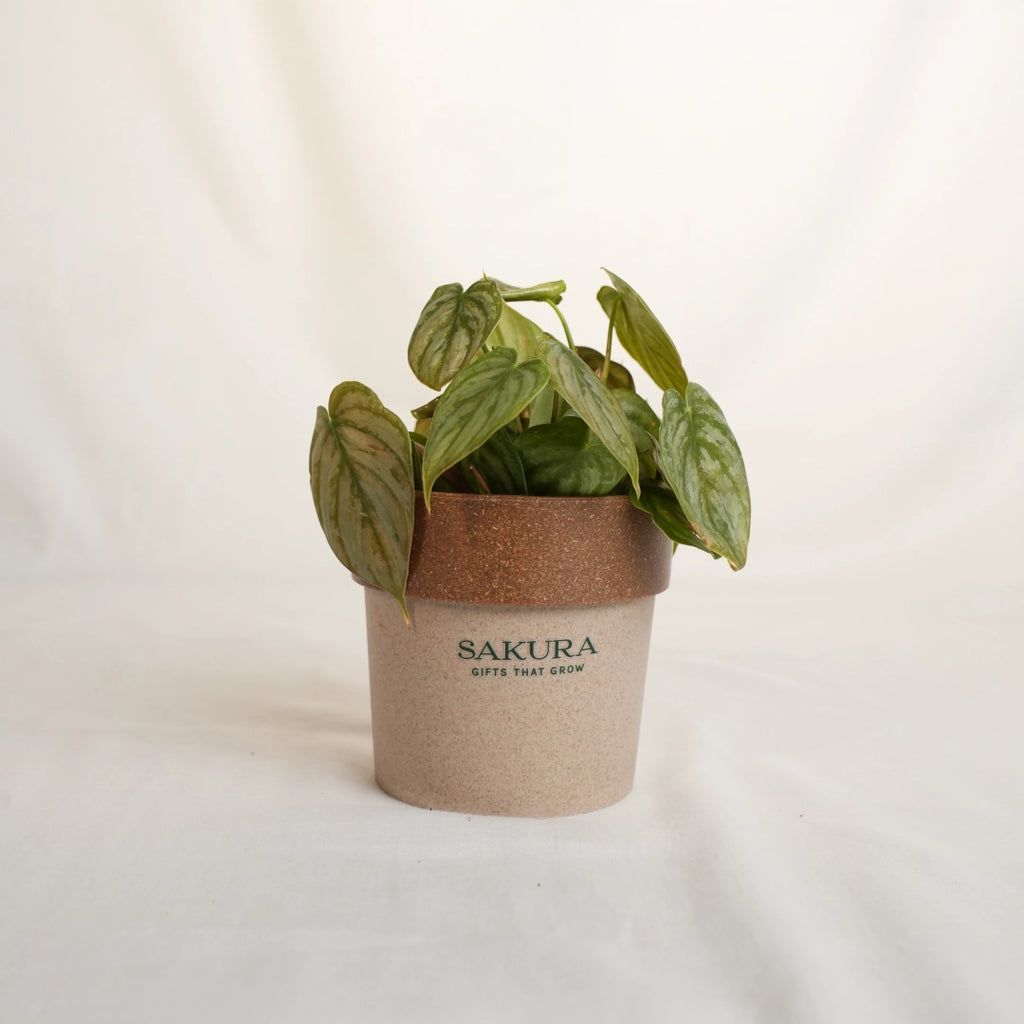 Potted plant in a brown pot with 'Sakura' branding on a light background