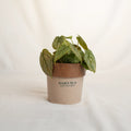 Potted plant in a brown pot with 'Sakura' branding on a light background