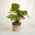 Potted plant with Sakura branding on a white background