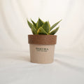 Potted plant with a brown pot labeled 'Sakura' on a white background