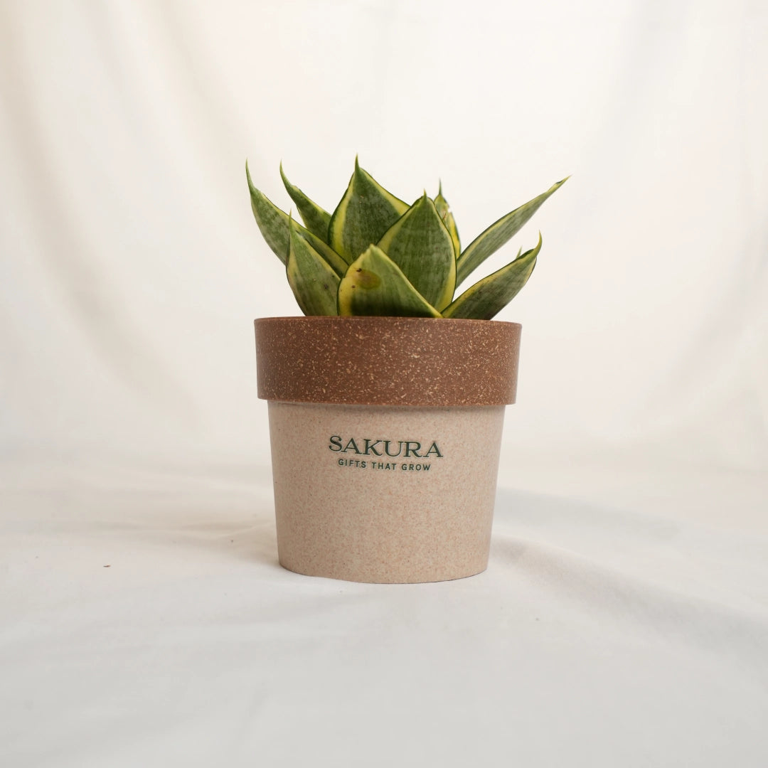 Potted plant with a brown pot labeled 'Sakura' on a white background