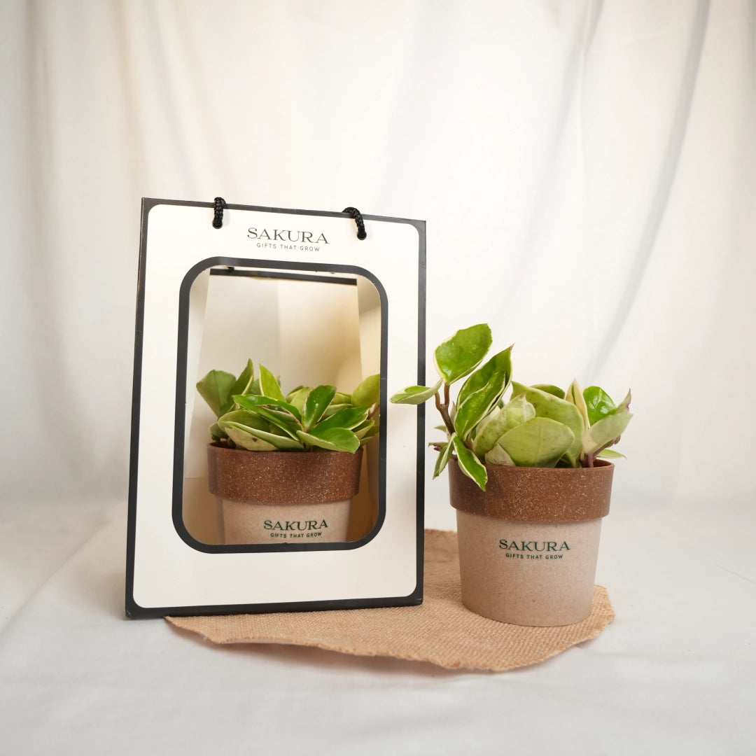 Two potted plants with Sakura branding on a white background