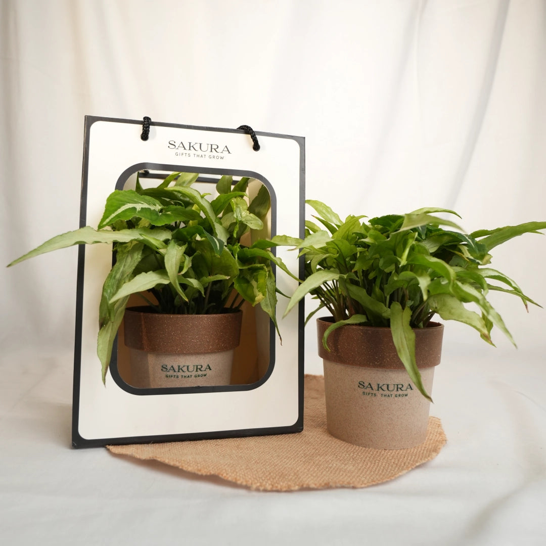Two potted plants in brown pots with Sakura branding on a white background