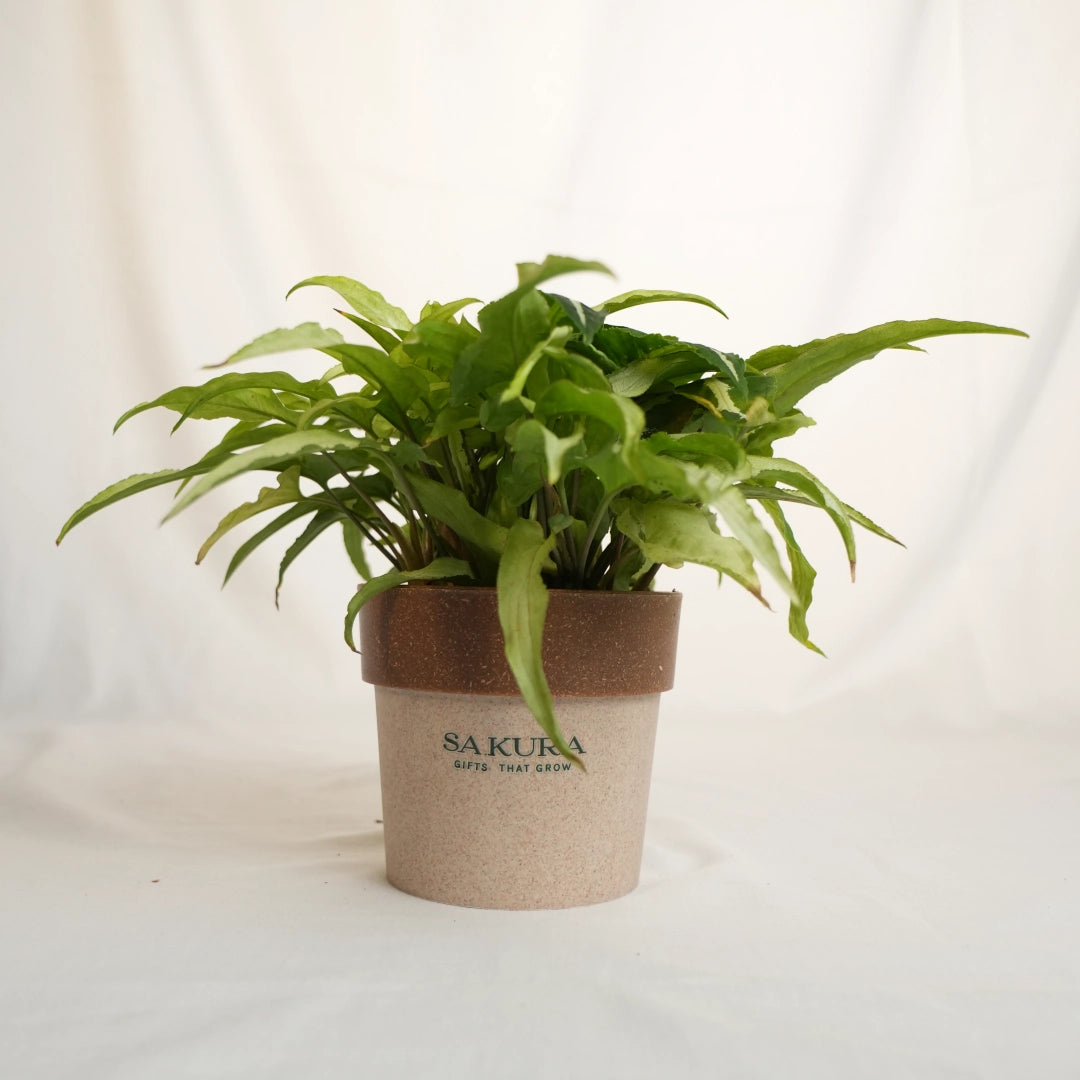 Green potted plant in a brown and beige pot with 'Sakura' branding on a white background