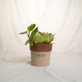 Small potted plant in a brown pot with 'SAKURA' branding on a white background