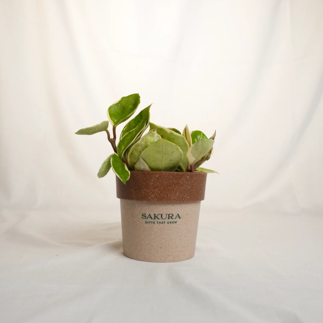 Small potted plant in a brown pot with 'SAKURA' branding on a white background