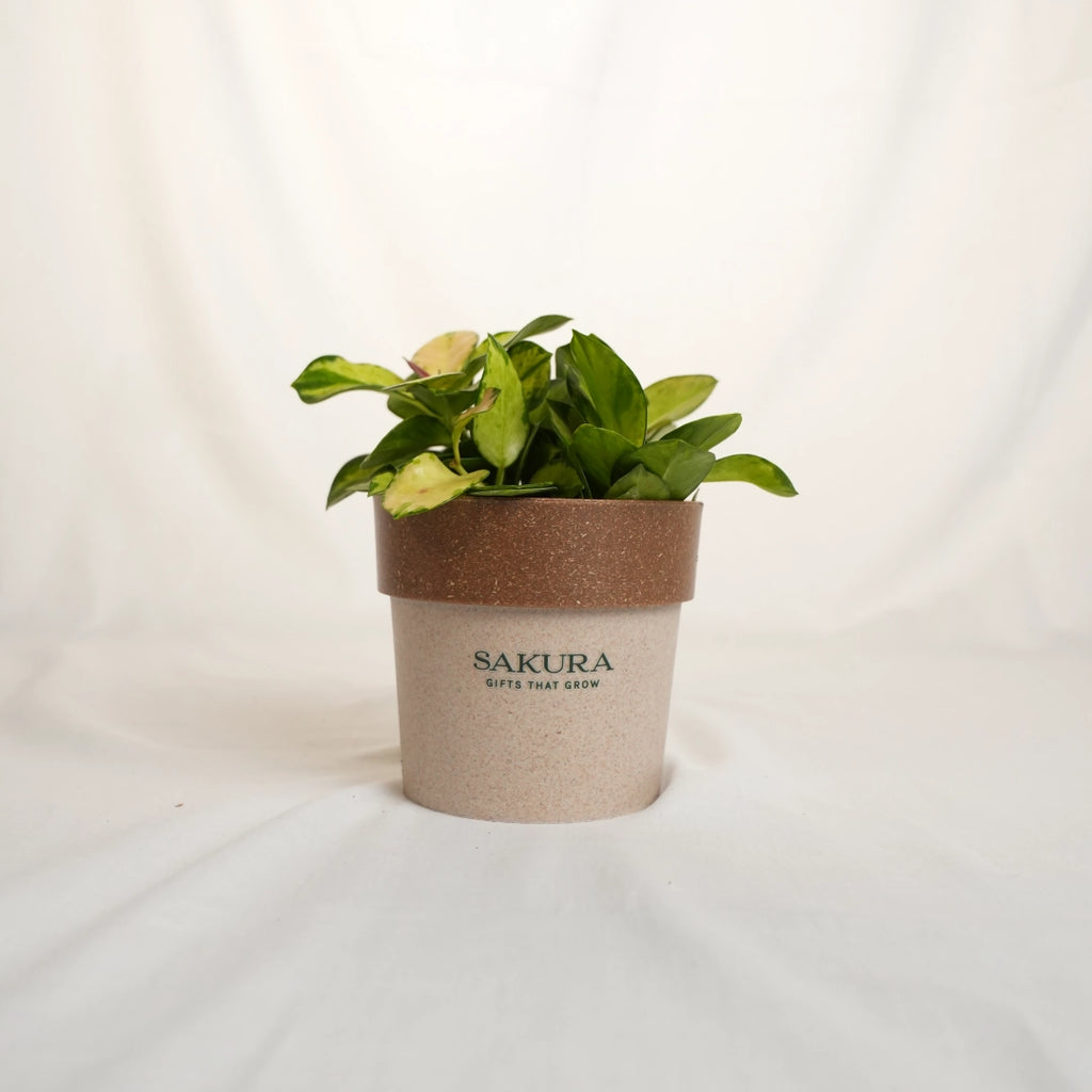 Potted plant in a Sakura pot on a white background