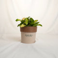 Potted plant in a Sakura pot on a white background