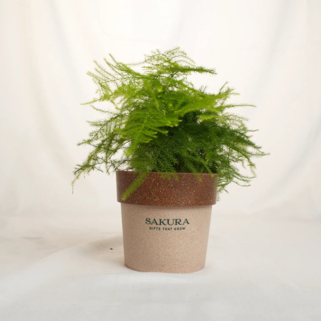 Potted plant with Sakura branding on a white background