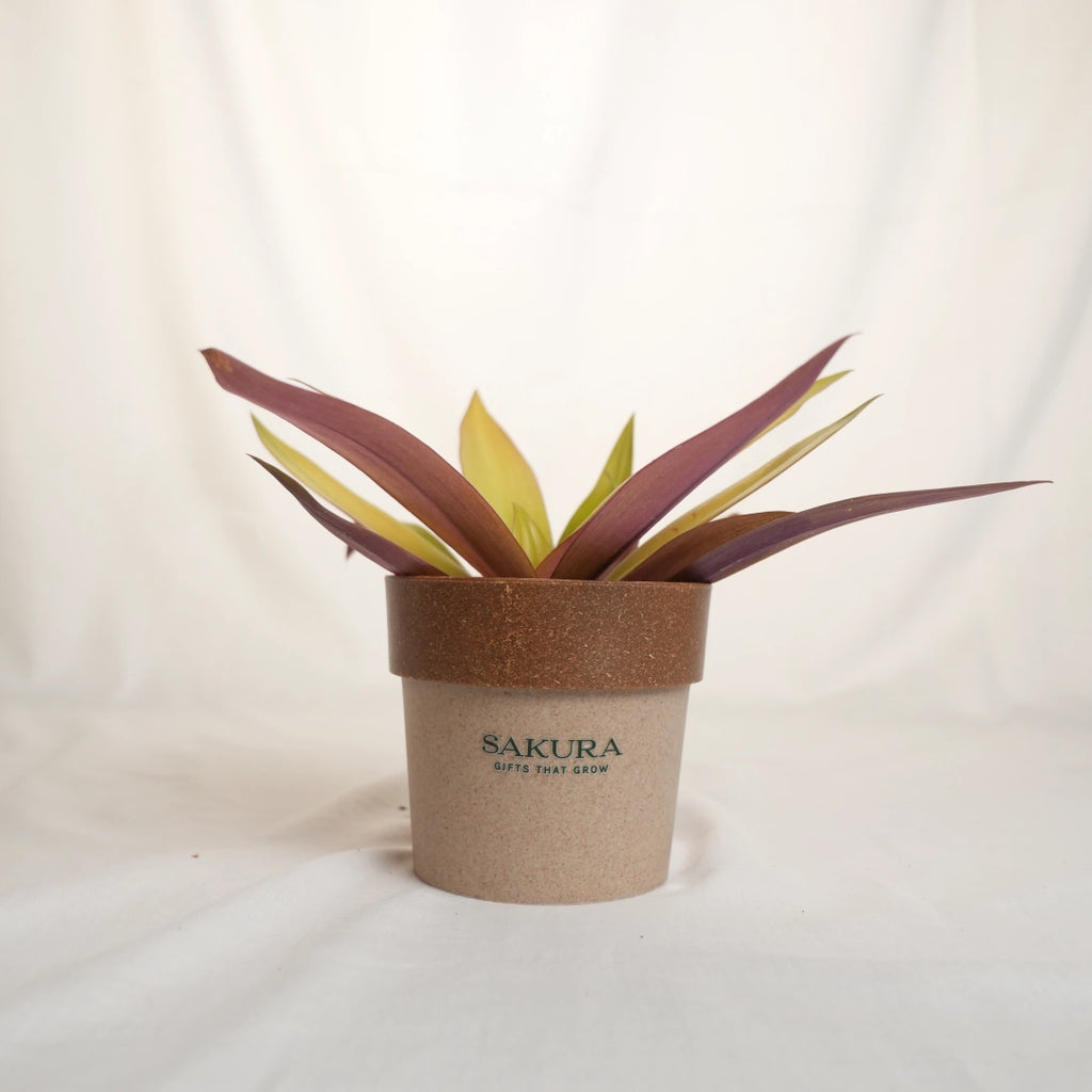 Potted plant in a brown pot with 'Sakura' branding on a white background