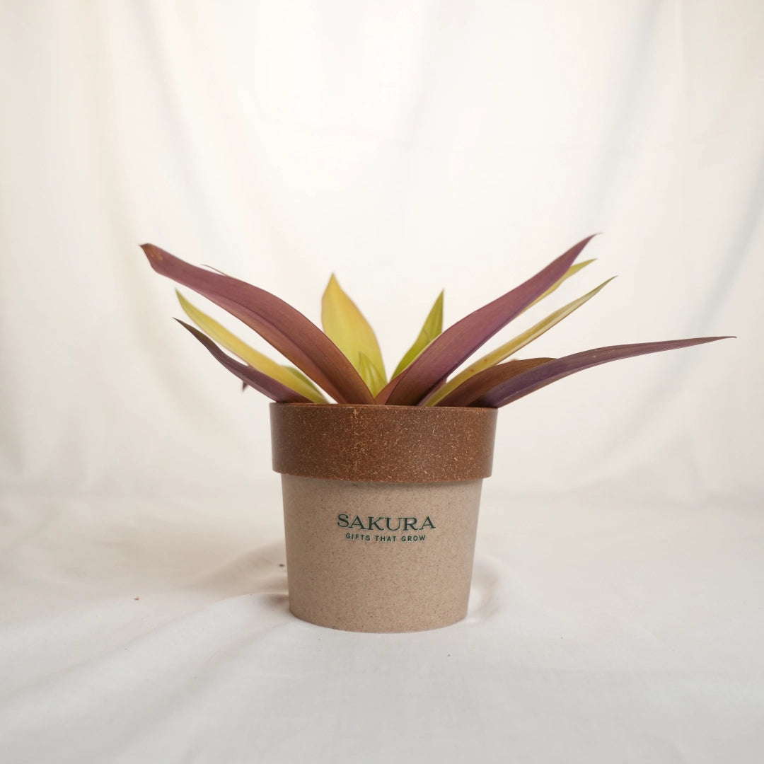 Potted plant in a brown pot with 'Sakura' branding on a white background