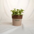 Potted plant with a brown pot labeled 'Sakura' on a white background