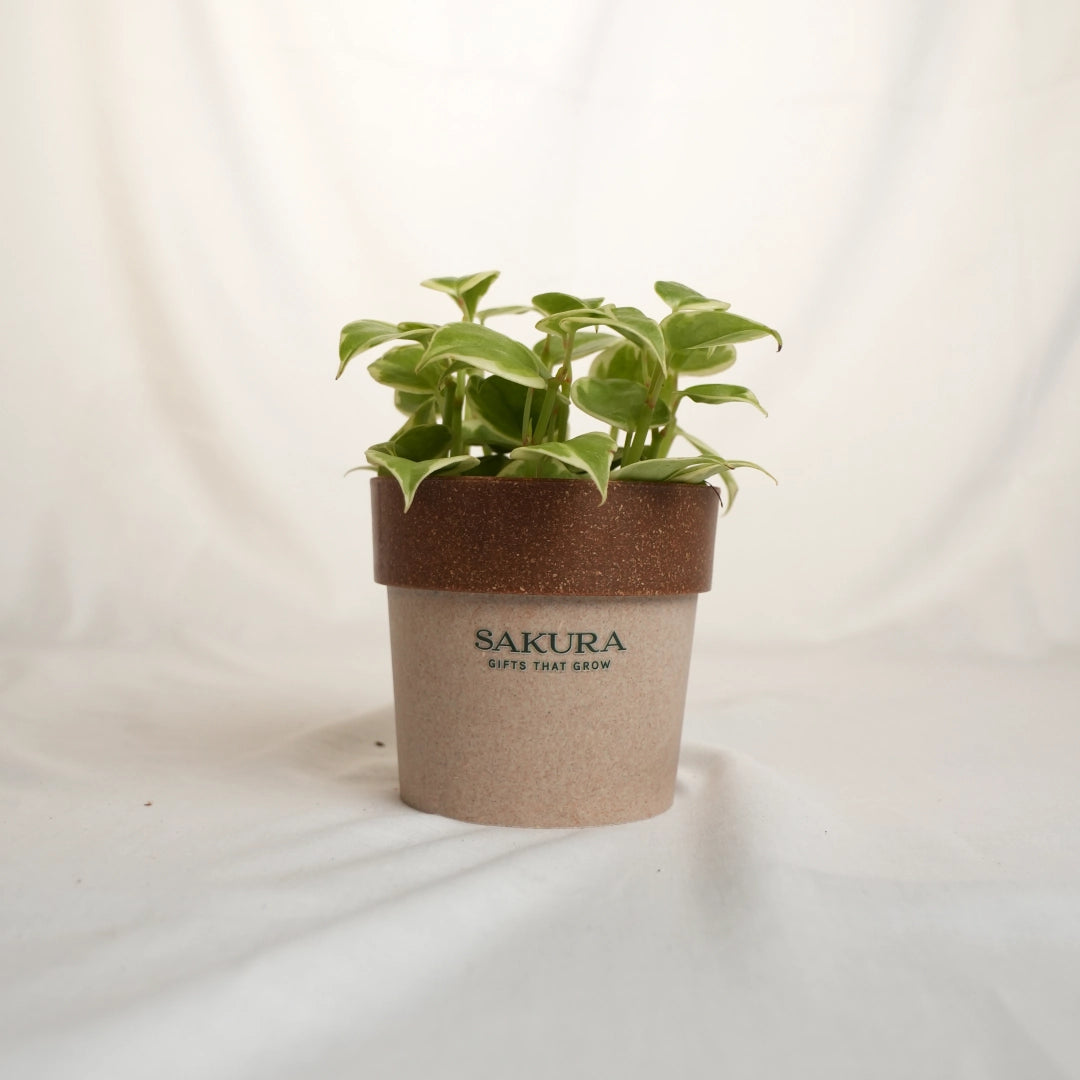 Potted plant with a brown pot labeled 'Sakura' on a white background