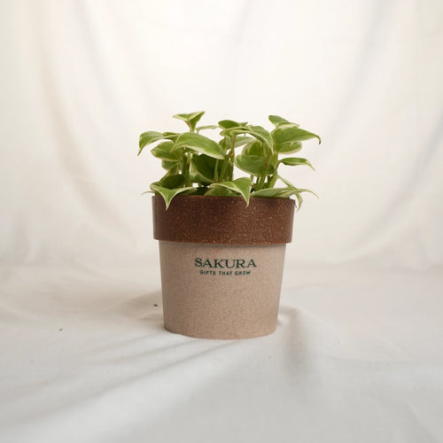 Potted plant with a brown pot labeled 'Sakura' on a white background