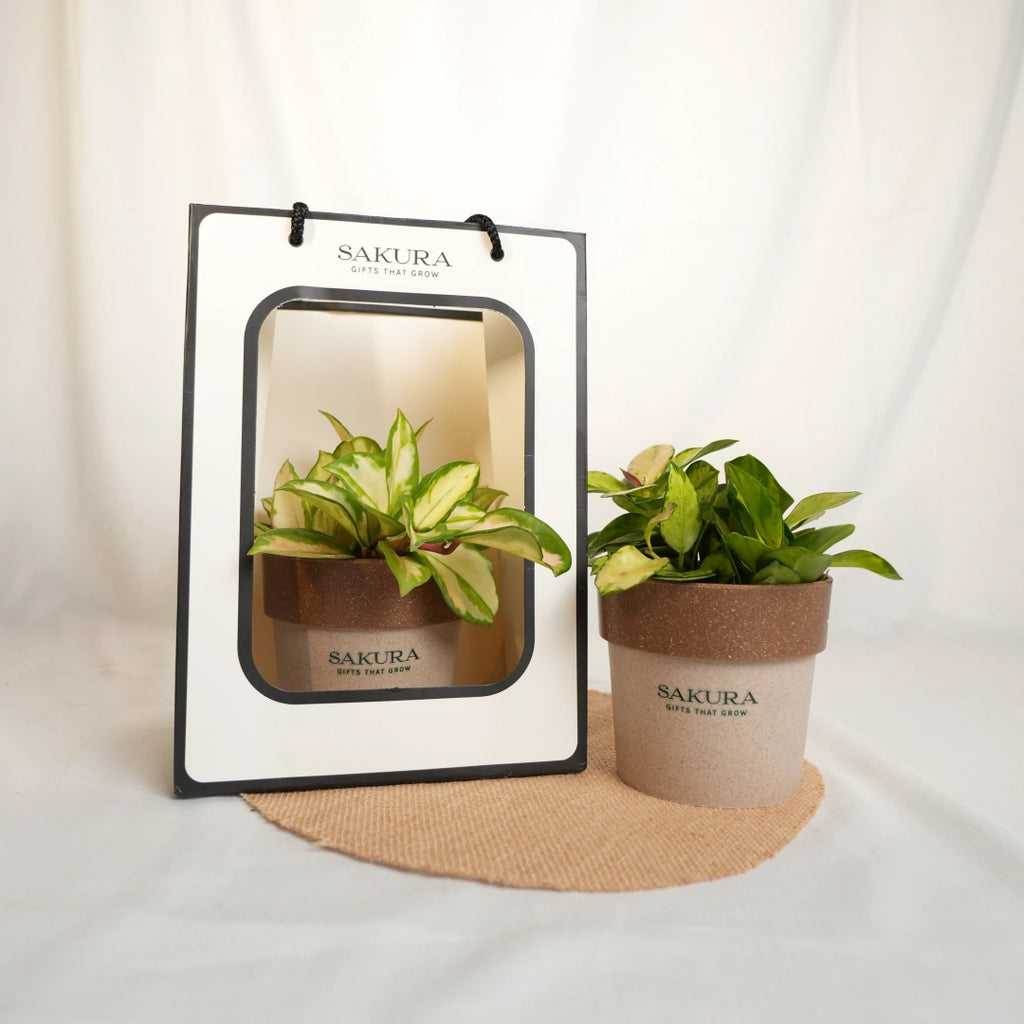 Potted plant with Sakura branding on a white background