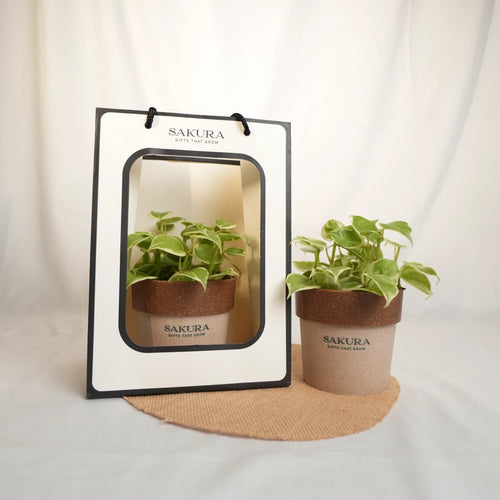 Potted plant with Sakura branding next to its packaging on a white background