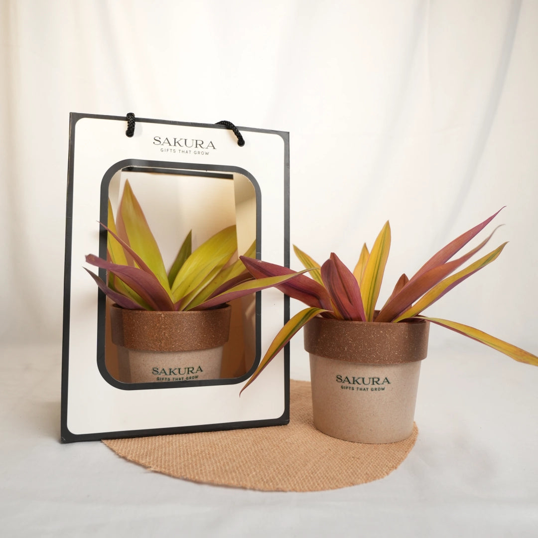 Plants in brown pots with Sakura branding on a light background