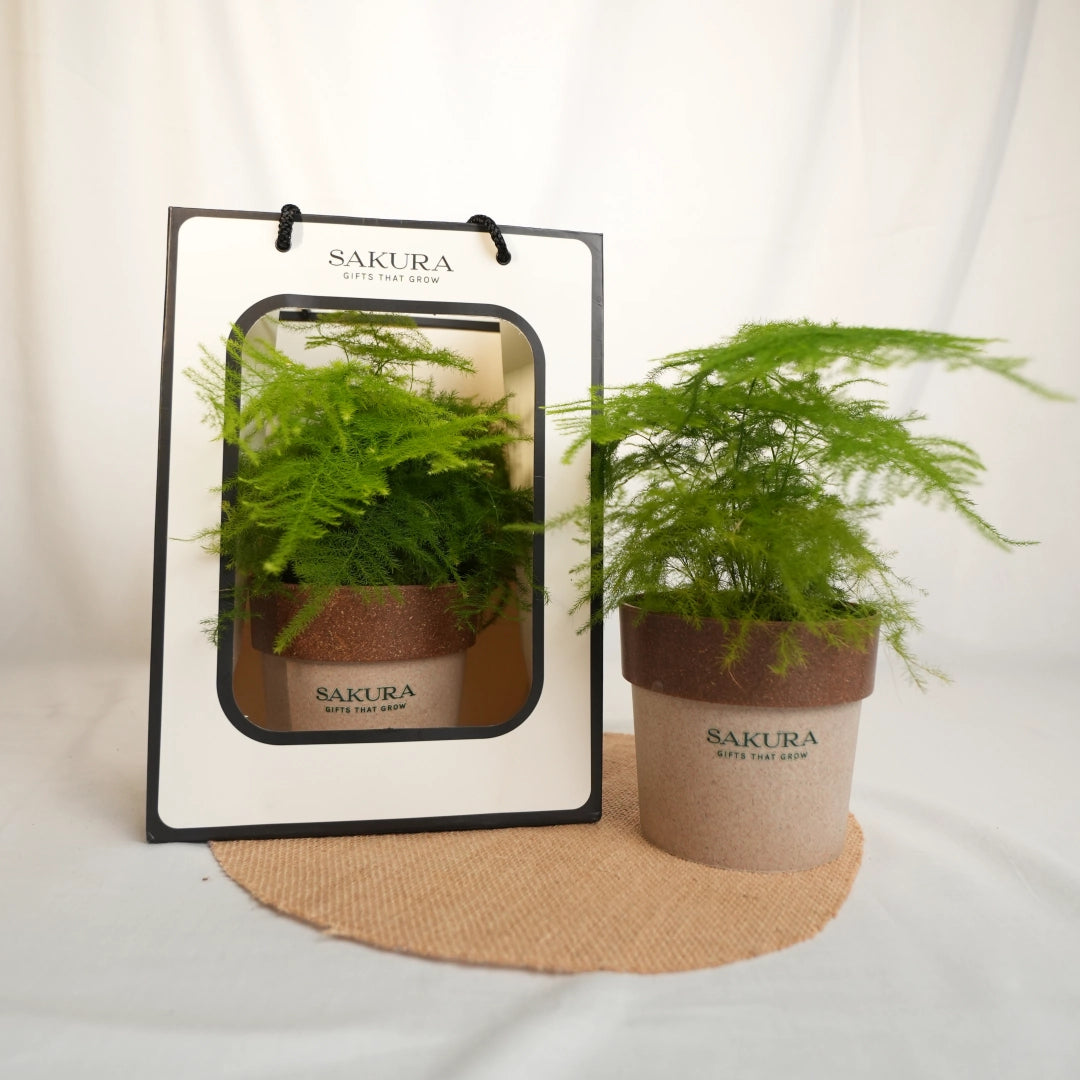 Potted plant with Sakura branding on a white background