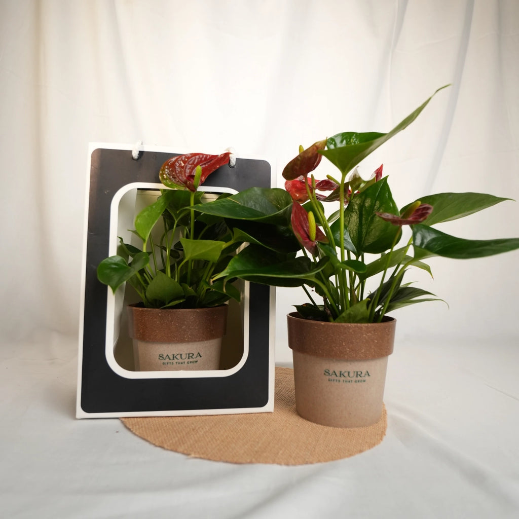 Two potted plants with Sakura branding on a white background