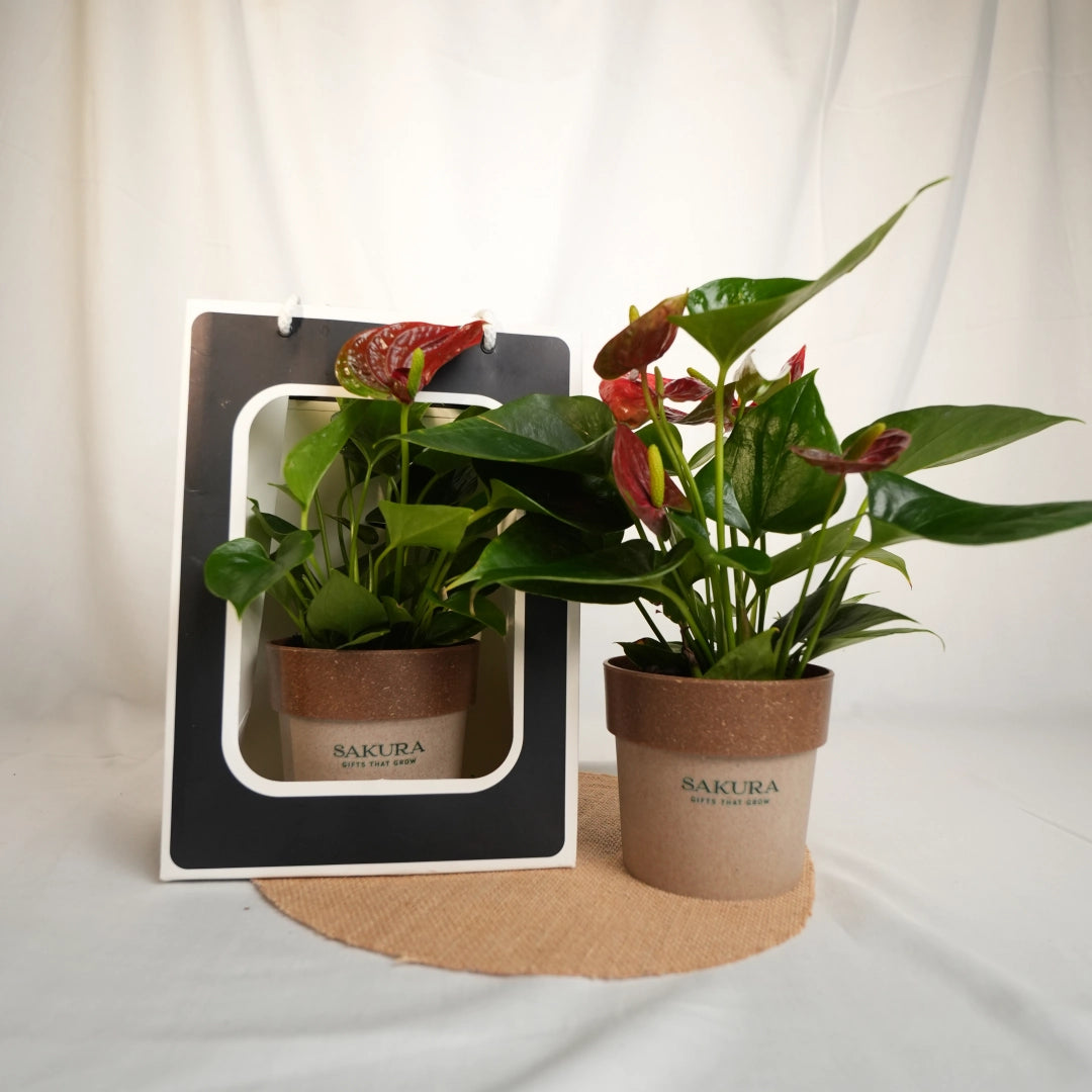 Two potted plants with Sakura branding on a white background