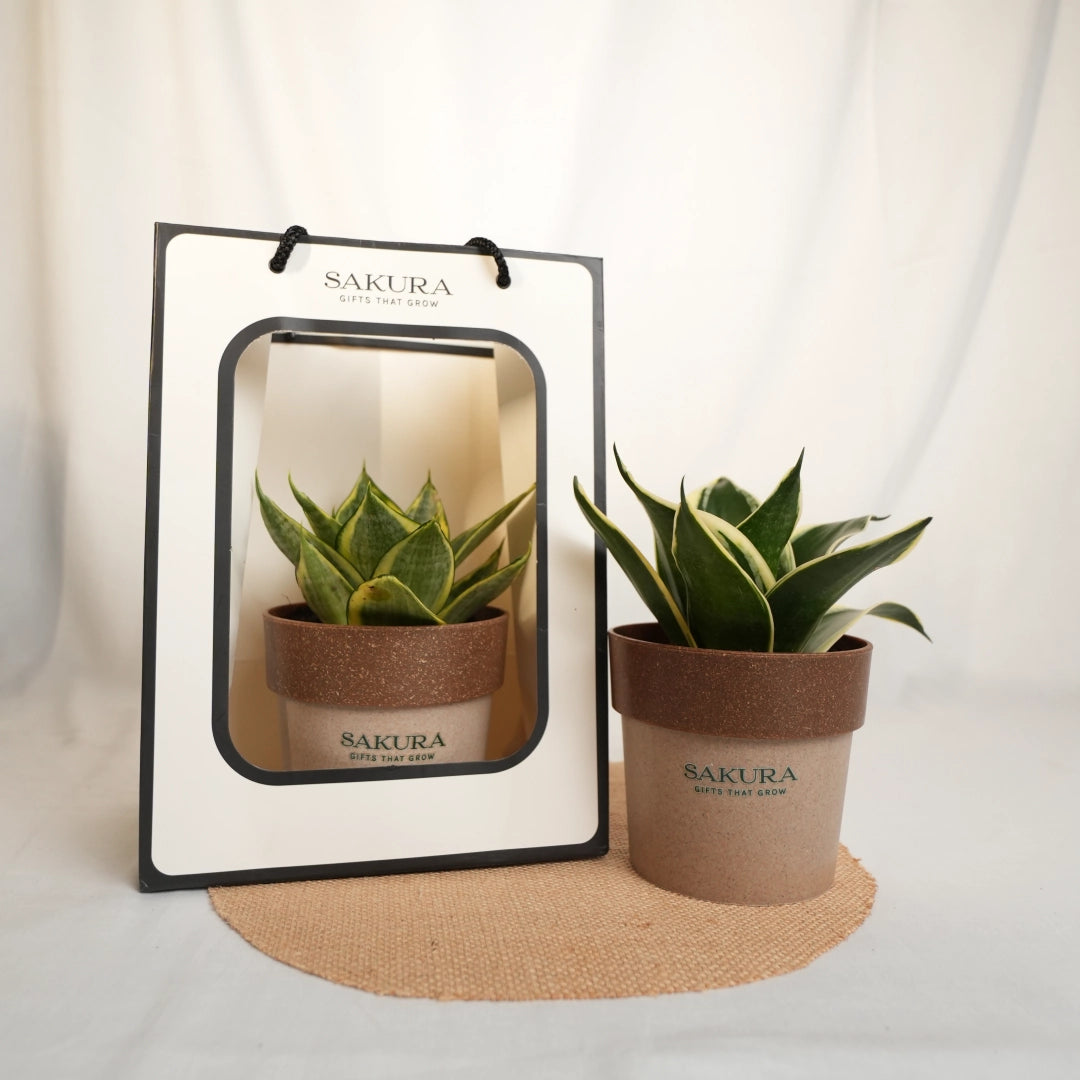 Potted plant with Sakura branding next to its packaging on a light background
