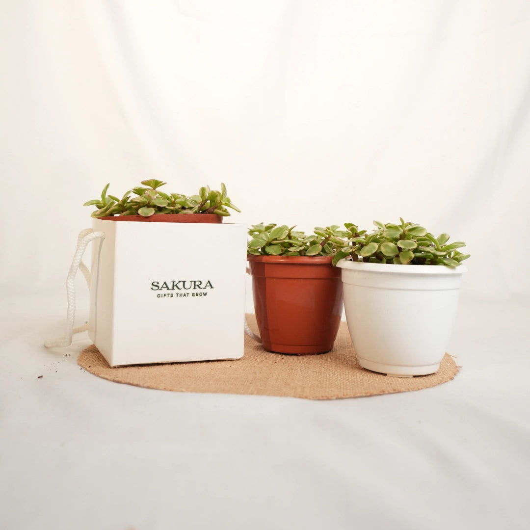 Three potted plants on a woven mat with a white background