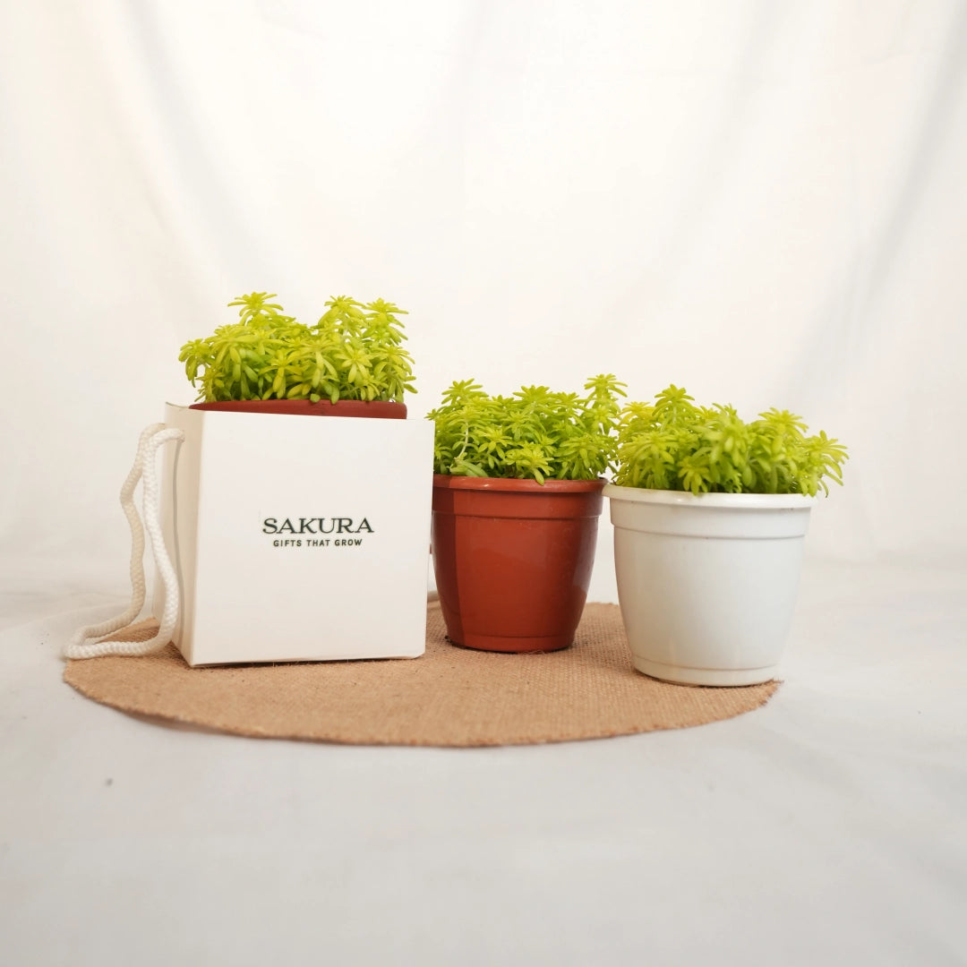 Three potted plants in front of a Sakura branded bag on a white background
